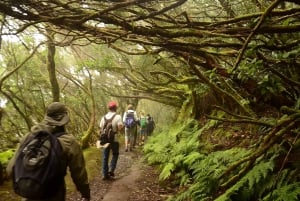 Tenerife: Guided tour guide in the Anaga Rural Park