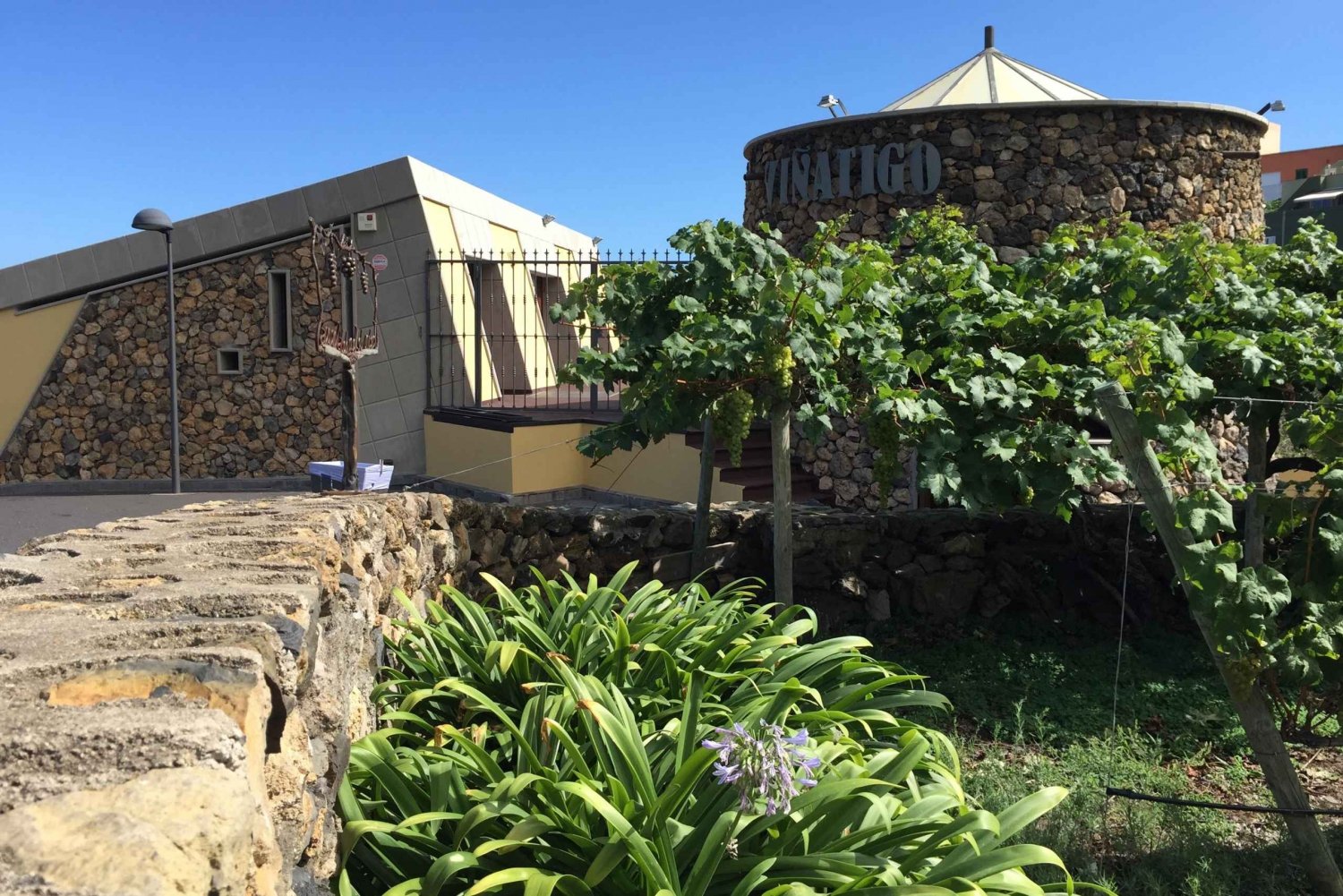Tenerife: Tour guiado com degustação de 6 vinhos
