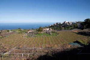 Tenerife: Tour guidato con degustazione di 6 vini