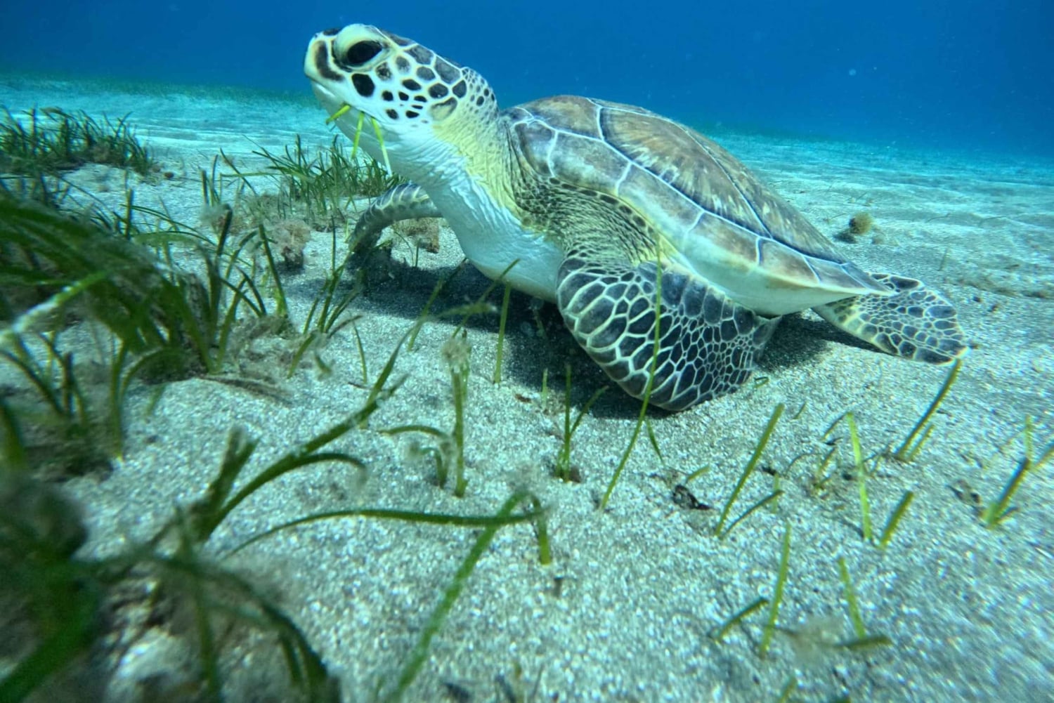 Teneriffa: Puolipäiväinen snorklauskierros