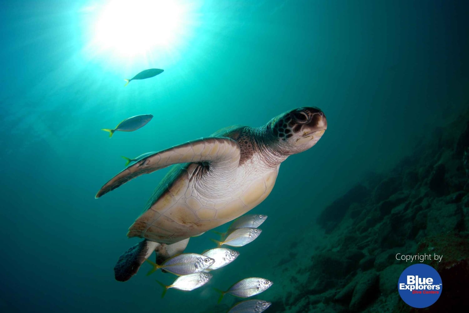 Teneriffa: Puolipäiväinen snorklauskierros