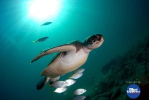 Teneriffa: Puolipäiväinen snorklauskierros