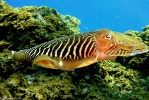 Teneriffa: Puolipäiväinen snorklauskierros