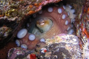 Teneriffa: Puolipäiväinen snorklauskierros