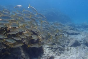 Teneriffa: Puolipäiväinen snorklauskierros