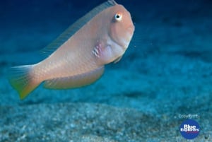 Teneriffa: Puolipäiväinen snorklauskierros