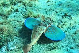 Teneriffa: Puolipäiväinen snorklauskierros