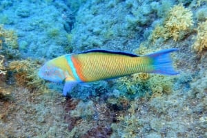 Teneriffa: Puolipäiväinen snorklauskierros