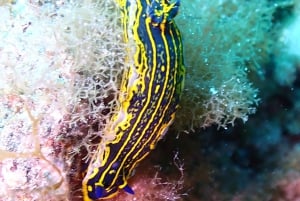 Teneriffa: Puolipäiväinen snorklauskierros