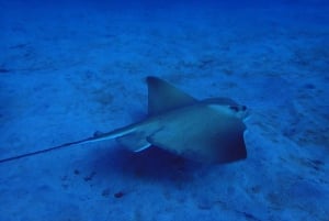 Teneriffa: Puolipäiväinen snorklauskierros