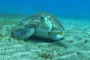 Teneriffa: Puolipäiväinen snorklauskierros