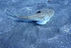 Teneriffa: Puolipäiväinen snorklauskierros