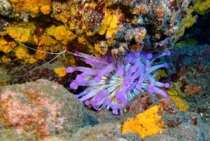 Teneriffa: Puolipäiväinen snorklauskierros