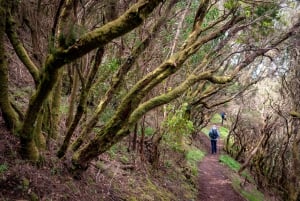 Tenerife: Anaga guided Hike – Coast & Laurel Forest