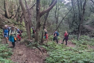 Tenerife: Anaga guided Hike – Coast & Laurel Forest