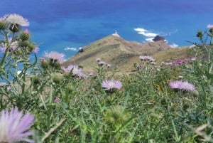 Tenerife: Anaga guided Hike – Coast & Laurel Forest