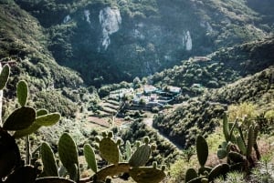 Tenerife: Anaga guided Hike – Coast & Laurel Forest