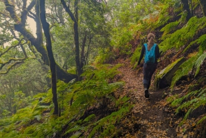 Tenerife: Hike Above Masca in Enchanted Forest with Pick-up