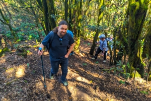 Tenerife: Hike Above Masca in Enchanted Forest with Pick-up