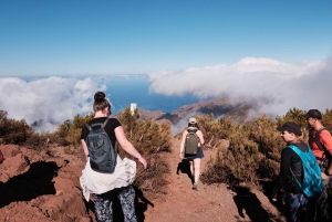 Tenerife: Hike Above Masca in Enchanted Forest with Pick-up