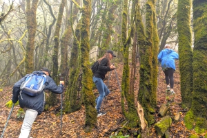 Tenerife: Hike Above Masca in Enchanted Forest with Pick-up