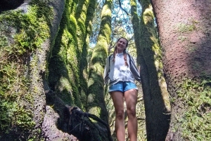 Tenerife: Hike Above Masca in Enchanted Forest with Pick-up