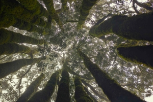 Tenerife: Hike Above Masca in Enchanted Forest with Pick-up