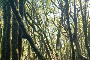 Tenerife: Hike Above Masca in Enchanted Forest with Pick-up