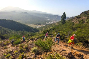 Tenerife: Hike Above Masca in Enchanted Forest with Pick-up