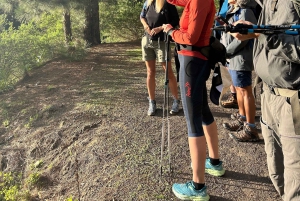 Tenerife: Hike Above Masca in Enchanted Forest with Pick-up