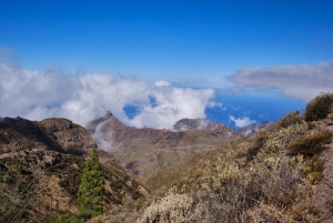 Tenerife: Hike Above Masca in Enchanted Forest with Pick-up