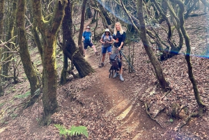 Tenerife: Hike Above Masca in Enchanted Forest with Pick-up