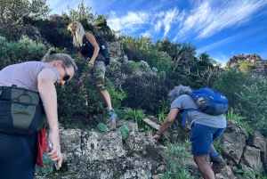 Tenerife: Hike Above Masca in Enchanted Forest with Pick-up