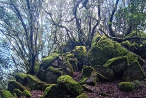 Tenerife: Hike Above Masca in Enchanted Forest with Pick-up