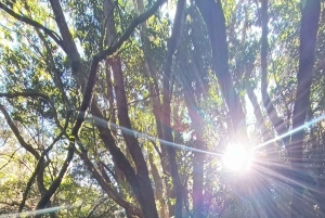 Tenerife: Hike Above Masca in Enchanted Forest with Pick-up