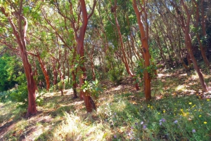 Tenerife: Wandelen boven het dorp Masca