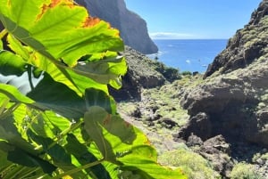 Santiago del Teide: Guidet vandretur i Masca Canyon hele dagen