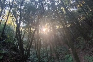 Tenerife: Tour a piedi sopra Masca e la Foresta Incantata