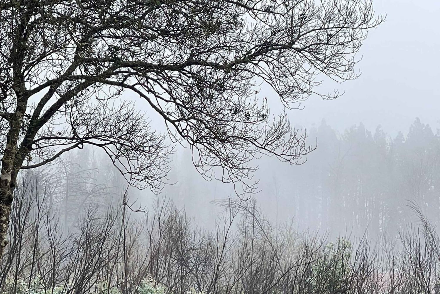 Tenerife: experiencia a caballo en el bosque