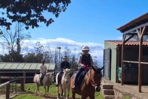 Tenerife: experiencia a caballo en el bosque