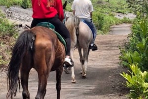 Tenerife: experiencia a caballo en el bosque
