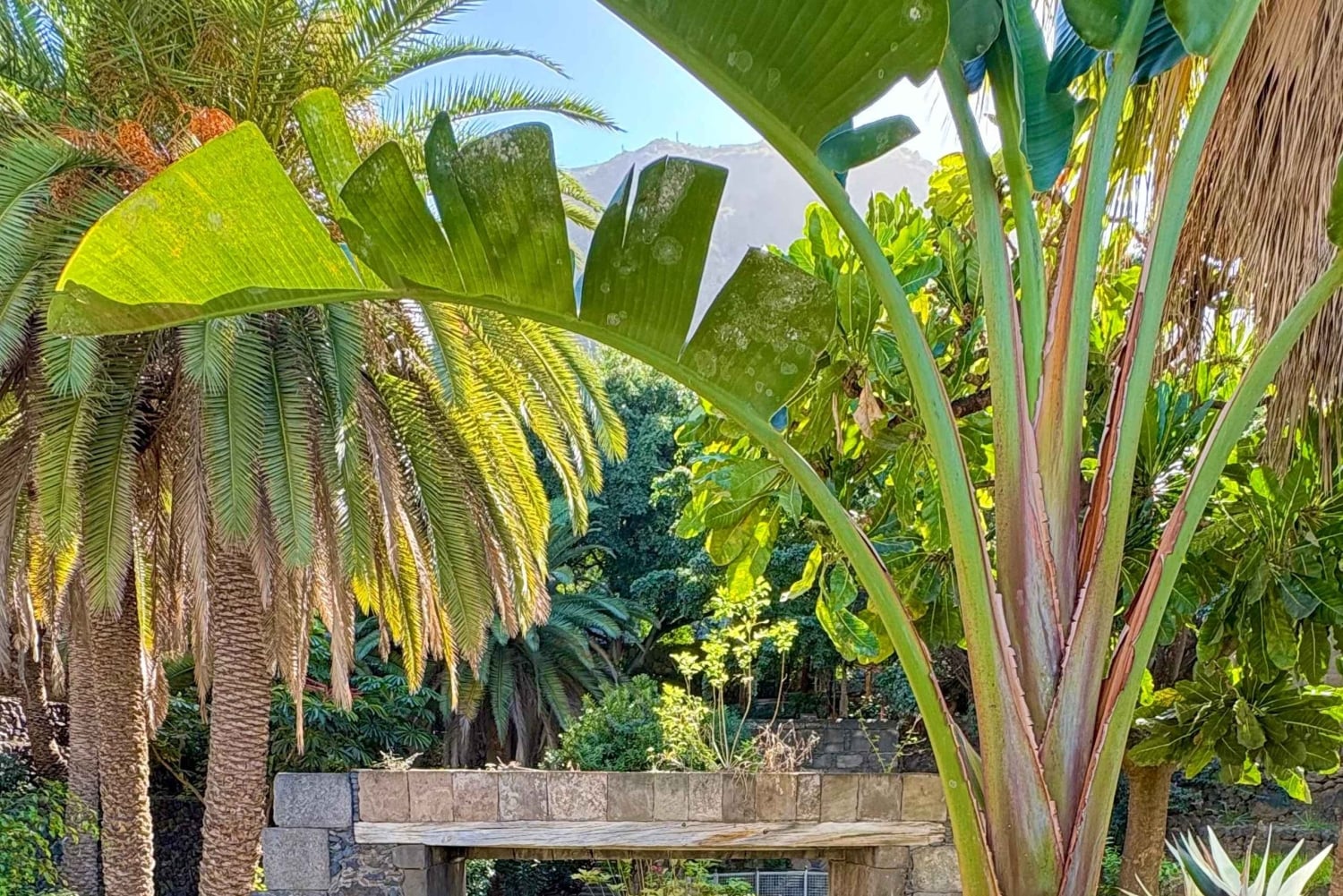 テネリフェ島：イコー・デ・ロス・ビノス、ガラチコ、グアチンチェツアー