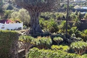 テネリフェ島：イコー・デ・ロス・ビノス、ガラチコ、グアチンチェツアー