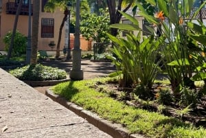 テネリフェ島：イコー・デ・ロス・ビノス、ガラチコ、グアチンチェツアー