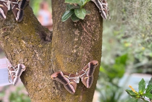 テネリフェ島：イコー・デ・ロス・ビノス、ガラチコ、グアチンチェツアー