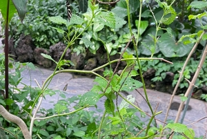 テネリフェ島：イコー・デ・ロス・ビノス、ガラチコ、グアチンチェツアー