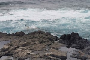 Teneryfa, najlepsza jednodniowa wycieczka dla pasażerów rejsów wycieczkowych