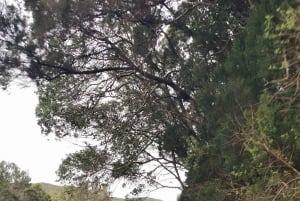 Teneryfa, najlepsza jednodniowa wycieczka dla pasażerów rejsów wycieczkowych