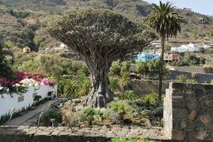 Tenerife: Island Tour with Teide Volcano and Lunch