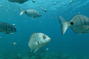 Tenerife: Kayak and Snorkeling Tour with Marine Life